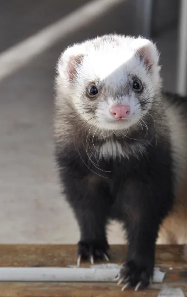 A ferret looking curiously at the camera