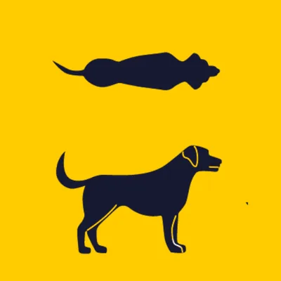 ideal dog